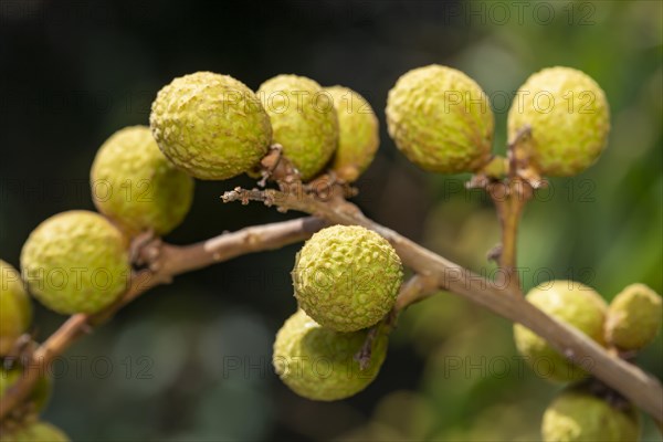 Longan