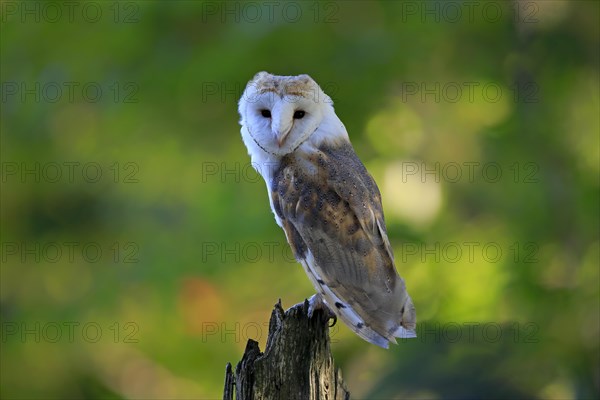 Common barn owl