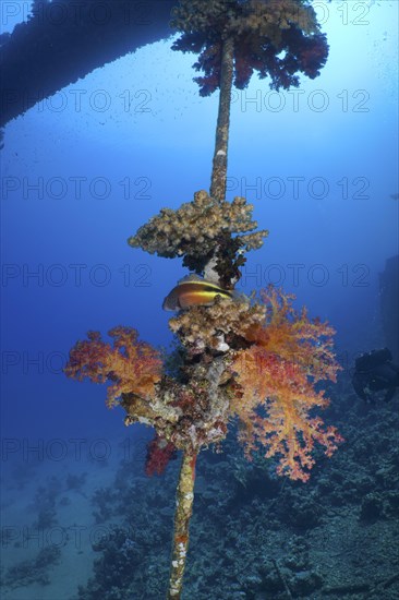 Red tree coral