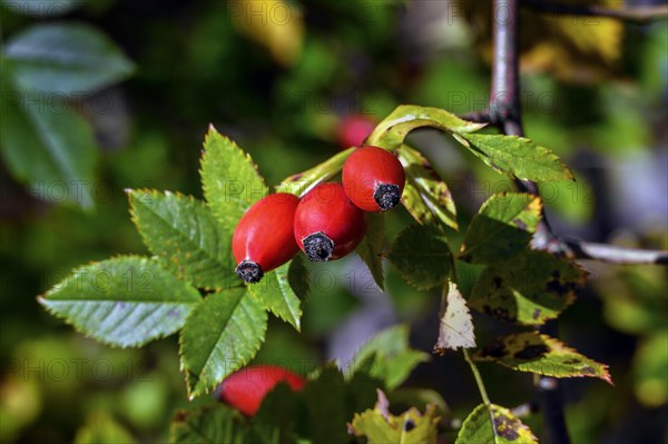 Rose hips of the dog rose