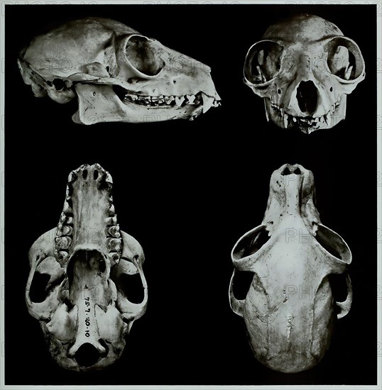 Skull bone