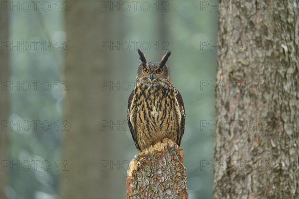 Eurasian eagle-owl