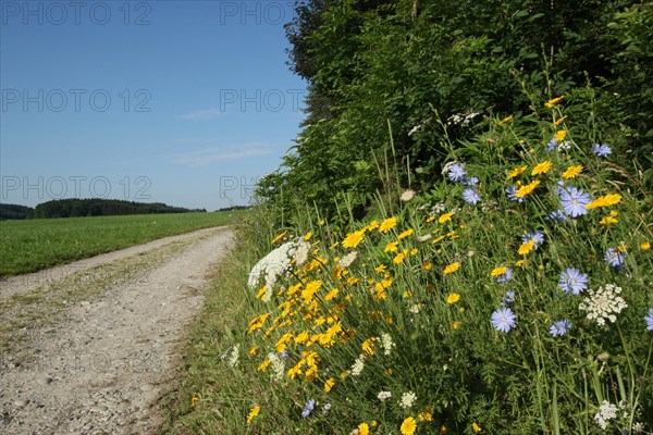 Blooming summer flowers by the wayside