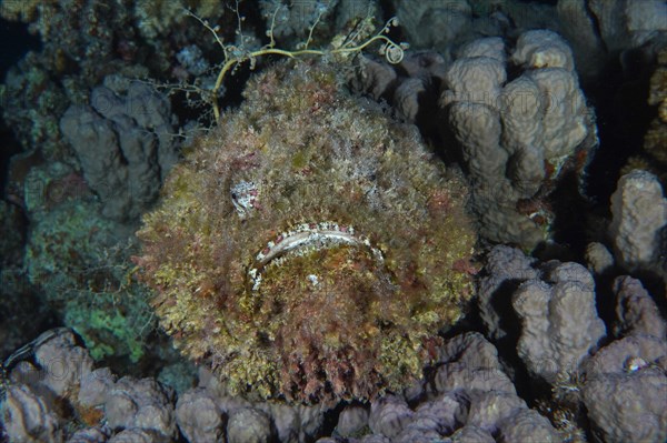 Portrait of a stonefish