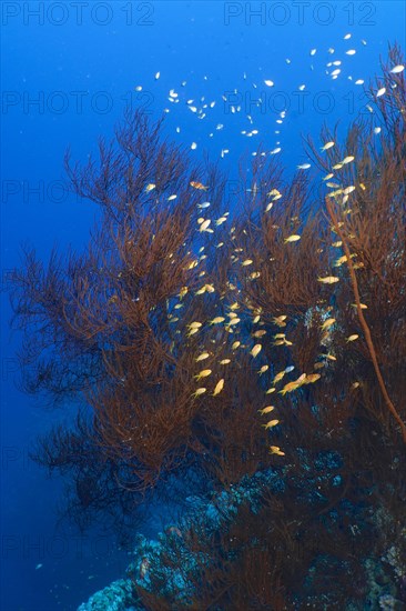 Black bushy black coral