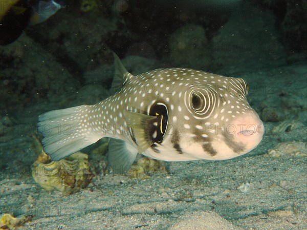 White-spotted puffer