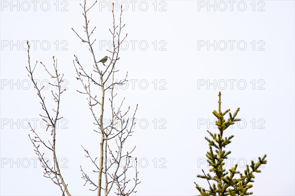 Willow Warbler