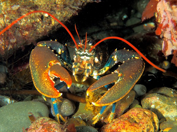 Common lobster