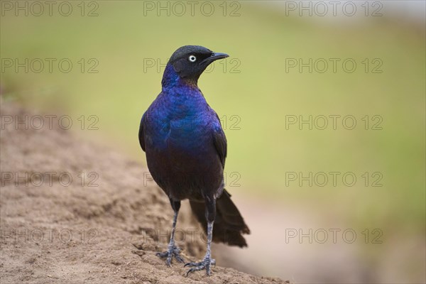 Long-tailed Glossy Starling