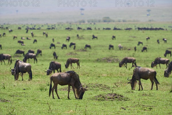 Blue wildebeest