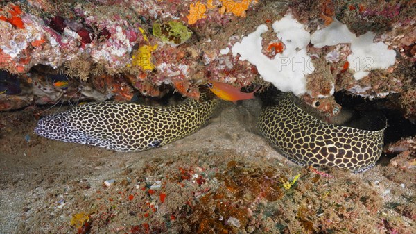 Laced moray