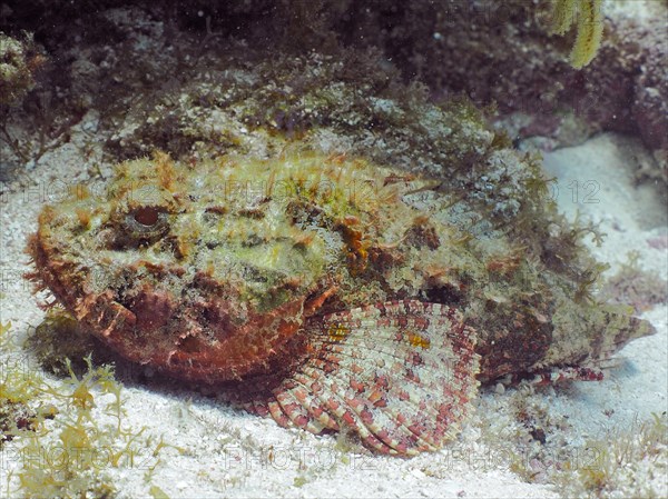 Red scorpionfish