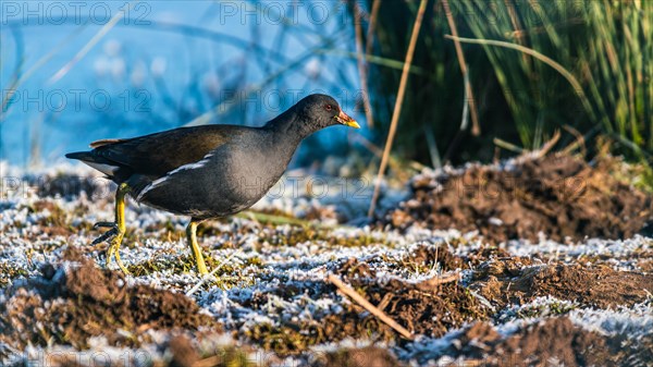 Common Moorhen