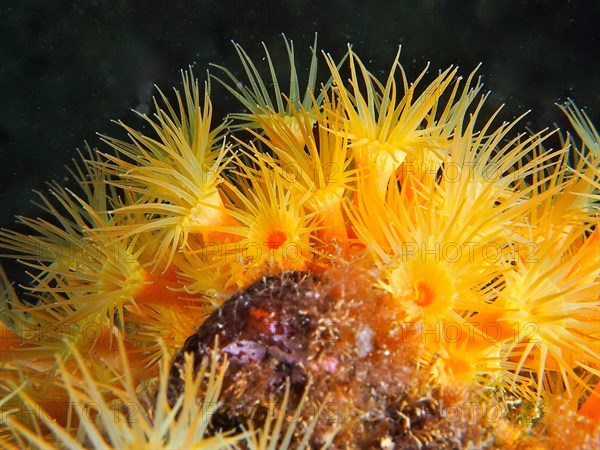 Yellow cluster anemone