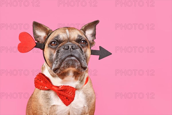Valentine's Day French Bulldog dog with cupid love arrow and bow tie on pink background with copy space
