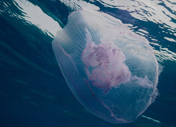 Common jellyfish