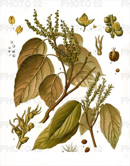 Medicinal plant