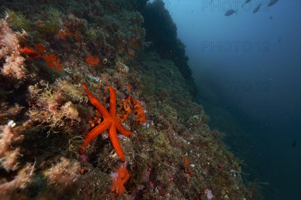 Mediterranean red sea star