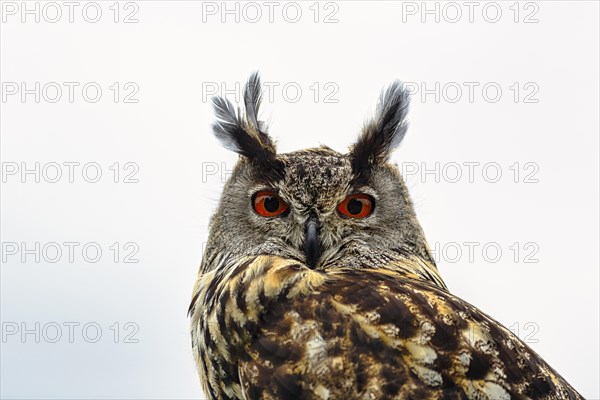 Eurasian eagle-owl