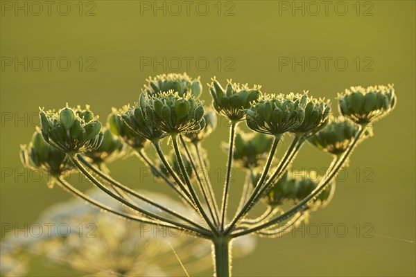 Meadow hogweed