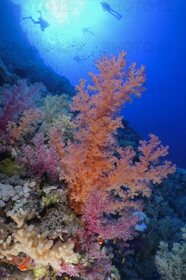 Hemprich's tree coral