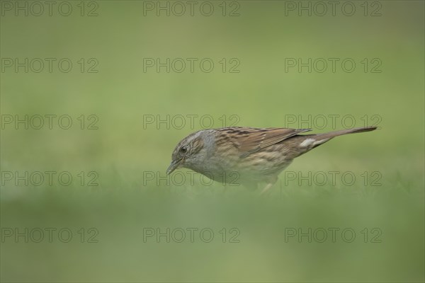 Dunnock or Hedge sparrow