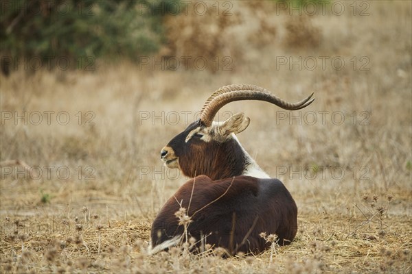 Sable antelope