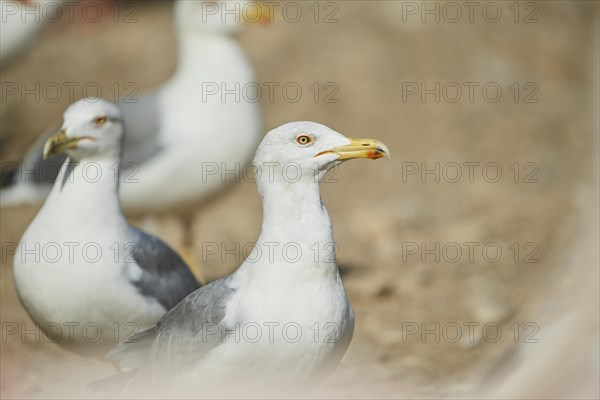 Yellow-legged gull