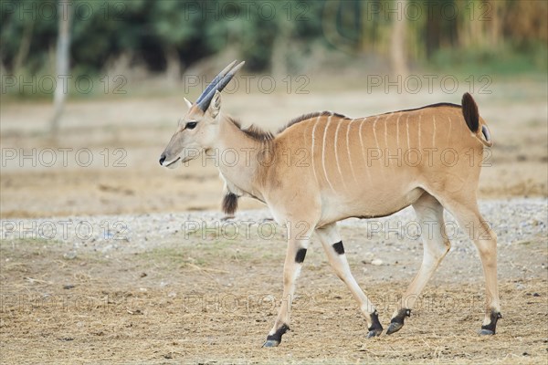 Common eland