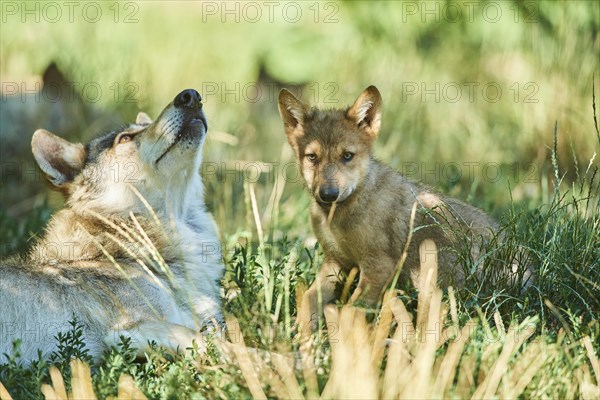 Eastern wolf