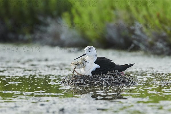 Black-winged stilt