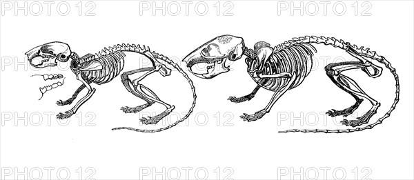 Skeleton of dormouse and garden dormouse