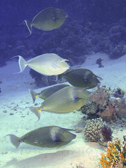 Group of bluespine unicornfish