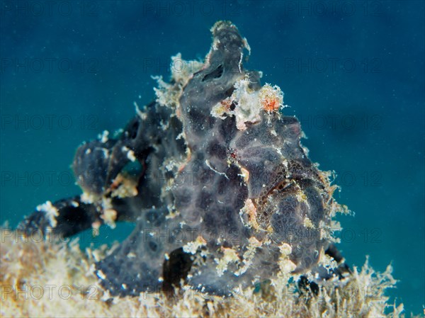 Giant frogfish