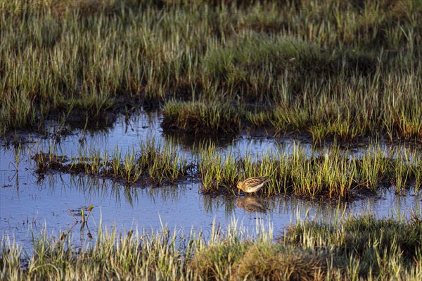 Common snipe