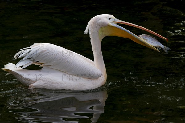 Great white pelican