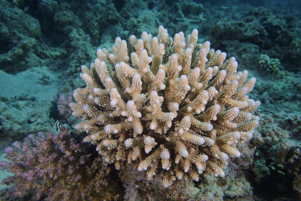 Low small polyp stony coral