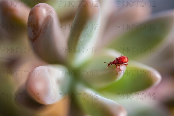 Red beetle