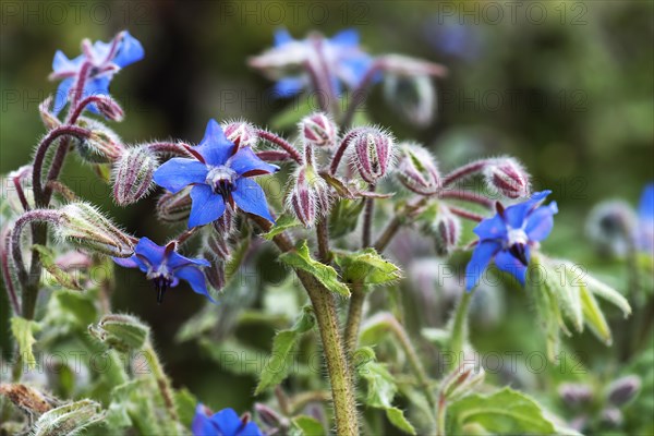 Flowering borage