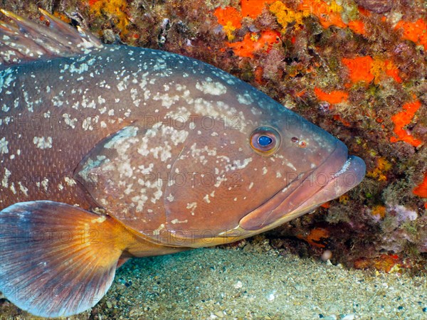 Dusky grouper