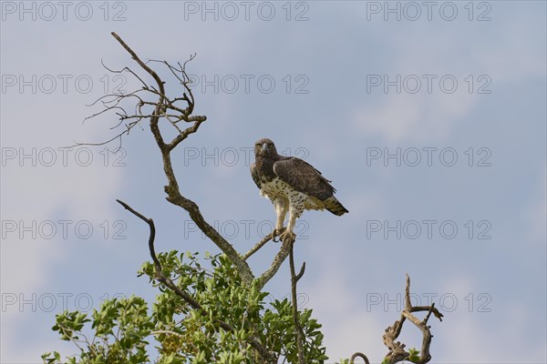 Martial Eagle