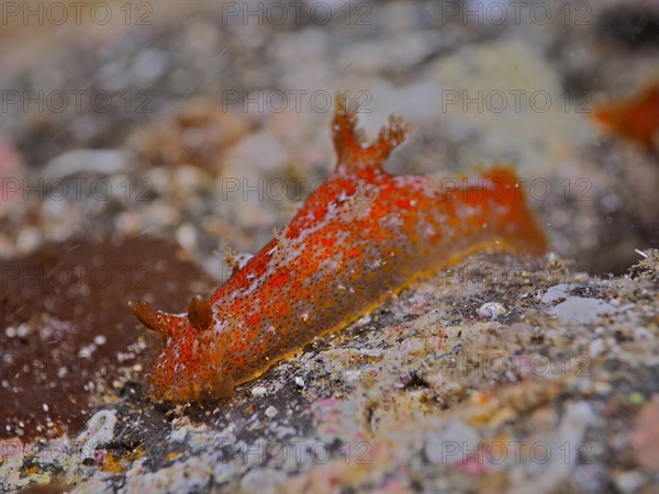 Madeira nudibranch