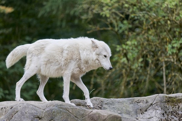 Hudson Bay Wolf