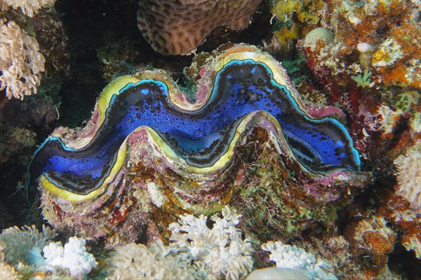 Common giant clam