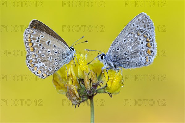 Common blue butterfly