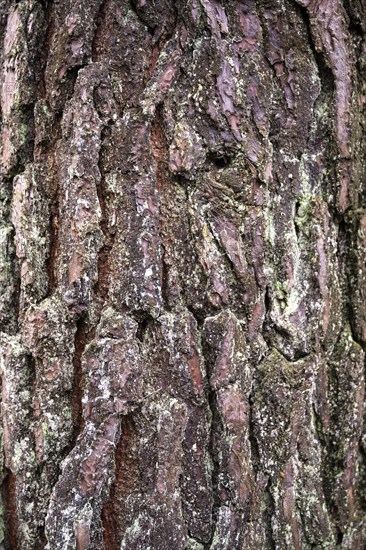 Tree bark