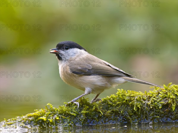 Marsh Tit