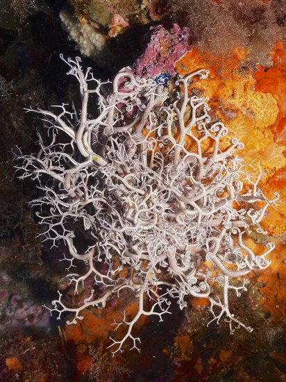 Mediterranean basket star