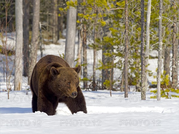 European brown bear