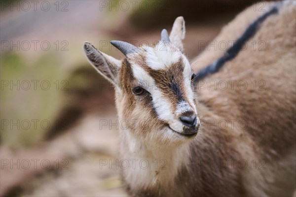 Domestic goat